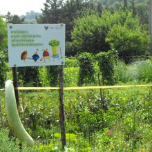 Farm stay Piazza Armerina_organic vegetable garden